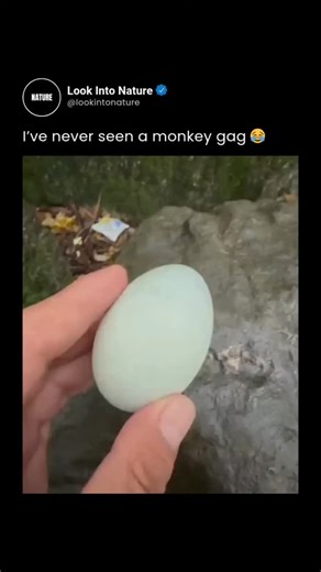 @cvyacc on Instagram: "Masterful technique transforms fruit gathering into art. A skilled worker performs a mesmerizing maneuver that seems almost effortless. With a swift extension of the arm, he sends most of the fruits flying forward, only to pull the bucket back in one seamless motion. This technique happens so quickly, precisely, and smoothly that it looks like a single, flowing movement. The use of centripetal force is key here – as he extends, the fruits are thrown outward, and with perfe