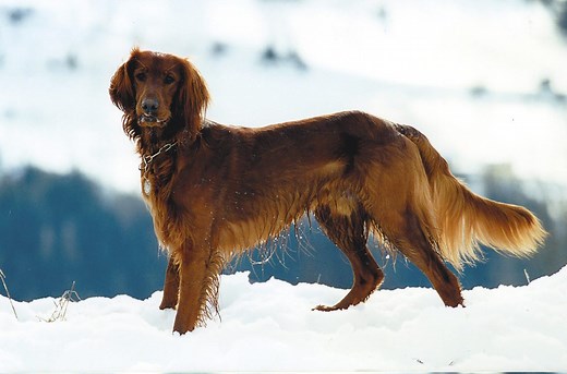 Golden Irish Dog Breed: Info, Pictures, Care & More – Dogster