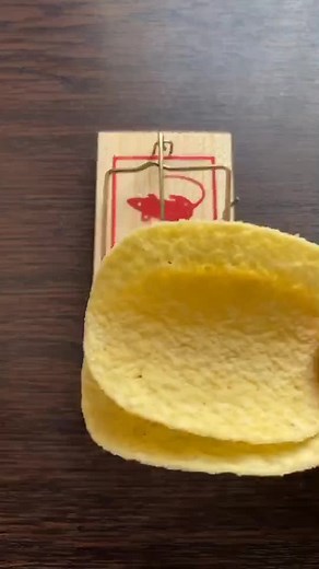 How a Mouse Trap Works with Unique Baiting Techniques