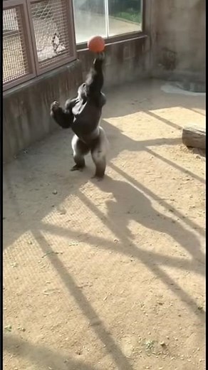 NBA Scouts Watching This Gorilla? Perfect Shooting Form & Handles 🦍🔥#zoo #funny