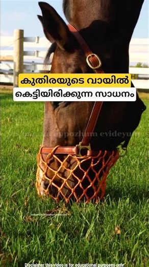 Tying a horse's mouth shut