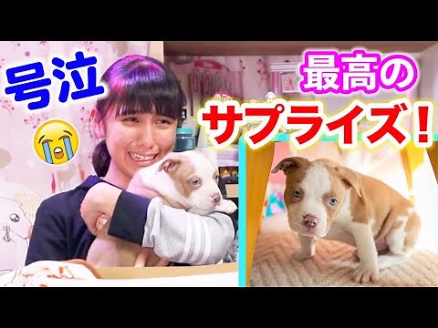 Surprise! A new pet has arrived in our home! [Prank]