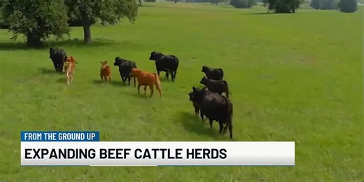 From the Ground Up: Expanding beef cattle herds