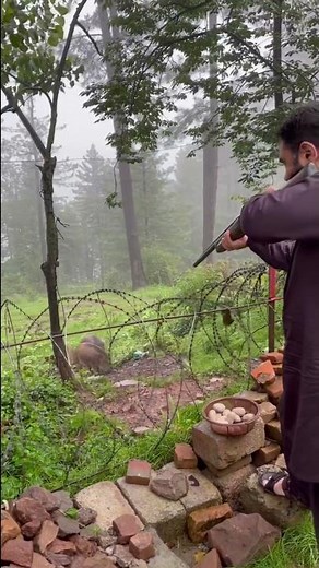 Wild boar hunting | Sufi Hamza #sufihamza #wildboar #hunting