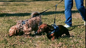 Pet Fit For Life Retractable Dual Dog Leash for Walking, Running, Jogging with 2 Dogs - Tangle Free Double Coupler Harness for Puppy/Dog/Pet with LED Light Black, White
