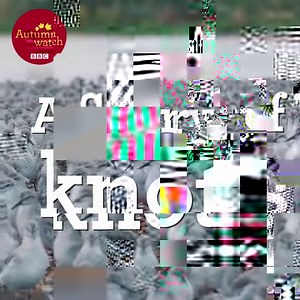 A magical moment with a flurry of knots 🥰 #Autumnwatch 🎥 Tom Rowland | BBC Springwatch