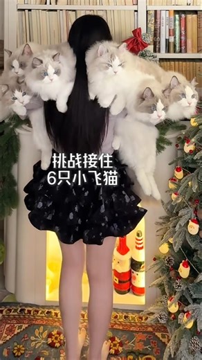 Surrounded by 6 Adorable Flying Kittens 😻 | Cutest Moment Ever ♥️ #cat #shorts