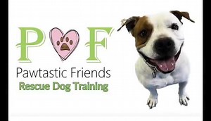 Dashing Dylan here and I’m making great strides in school. I’m not a fan of eye contact or directly approaching me. We combine both with fun activities like boundary games to change my perspective. I’m eager to learn and love nose work. It keeps my mind sharp with problem solving. I’m available for adoption through Foreclosed Upon Pets, Inc. (FUPI) Hopeful Dylan If you want to sponsor Dylan, please visit 👇🏻👇🏻👇🏻 https://www.pawtasticfriends.com/product-page/dylan #pawtasticfriends #enrichme