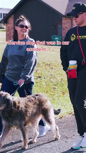 Effective Dog Training Techniques for Service Dogs