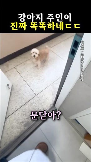 강아지 주인이 진짜 똑똑하네ㄷㄷ