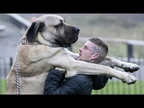 The BIGGEST dog in the UK / THE FEARSOME TURKISH MALAKLI / Anatolian Lion