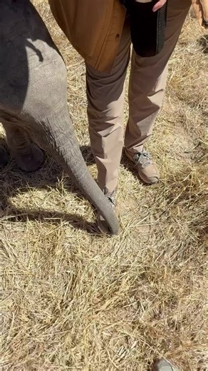 Mastering Shoelaces: Baby Elephant Joy's New Skill