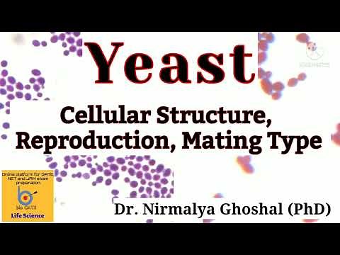 Yeast: Structure, Mode of Reproduction, Mating Type Switching #yeast