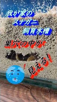 【カニ飼育】スナガニの飼育水槽（小さな砂浜）をご紹介！（我流） #カニ#飼育#水槽#アクアリウム#スナガニ
