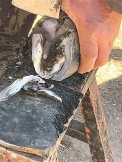 #hoof #trim #unitedkingdom #fpy #1millionviews #donkey #horse #DonkeyCareTips #DailyFarmLife #animalsoftiktok