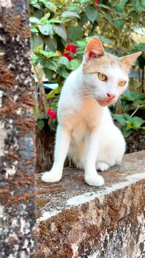 Kitten meowing 😹 to attract Cat ! Cat videos ! Persian cat sound ! Cat voice ! Meow meow ! Cat baby