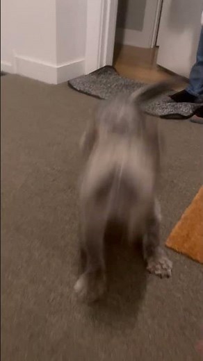 Dog Is Ecstatic to Be Reunited With College Student || ViralHog