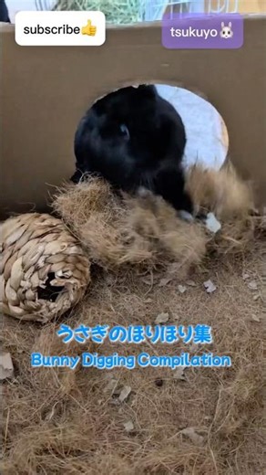 うさぎのほりほり集Bunny Digging Compilation#bunny #rabbit #pets #cute #tsukuyo