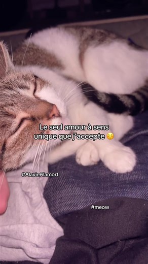 Tkt jtm quand meme chat de mort 😭 #chat #pourtoi #lovestory #fr #2025