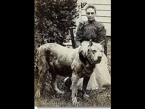 WOW! Video PROOF That Dog's Really Do "Go To Heaven"? (2014)