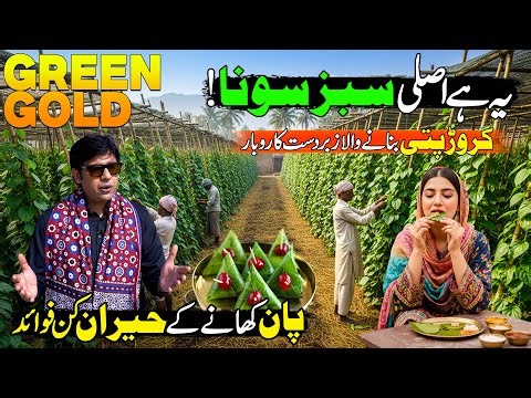 Green Gold of Pakistan Million Dollar Crop! Betel Leaf (Paan Patta) Farming | Discover Pakistan