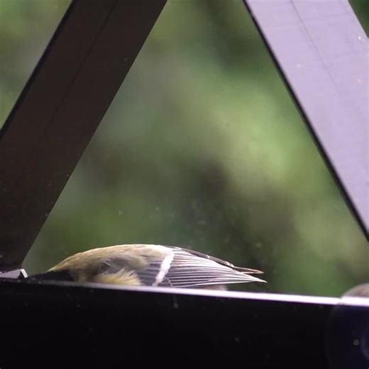 Bird Feeder for Windows and Walls