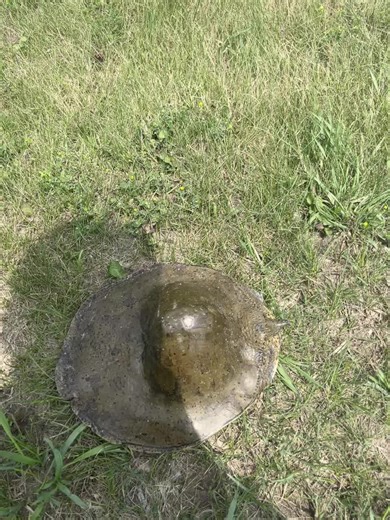 Spiny Soft Shell Turtle Encounter in Southeastern Michigan