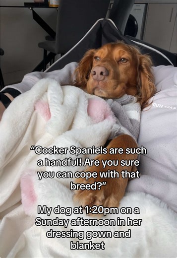 Cocker Spaniel: The Perfect Snuggle Buddy