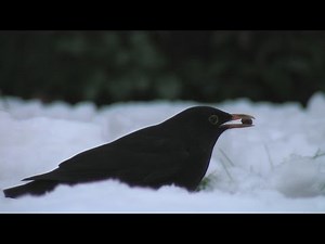 Vögel und ihre Stimmen - Amsel