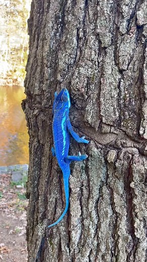 What kind of Pokémon is this? 😆 “Avatar” our extremely RARE* ‘Blue Ambanja’ panther chameleon 🦕 Follow us on all platforms and visit my website to see more! Links in bio 🦎 #chameleonbreeder #chameleon #chameleons #chameleonsofinstagram #chameleons #pantherchameleonsoftiktok #blueambanja #ambanja #ambanjapantherchameleon #ambanjabluepurple | Chameleon Life