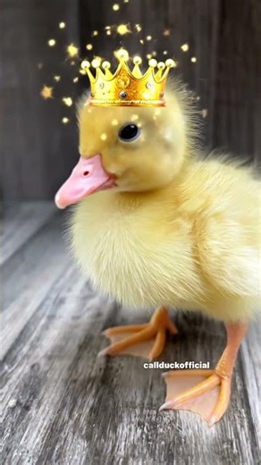#chicken #duck #music