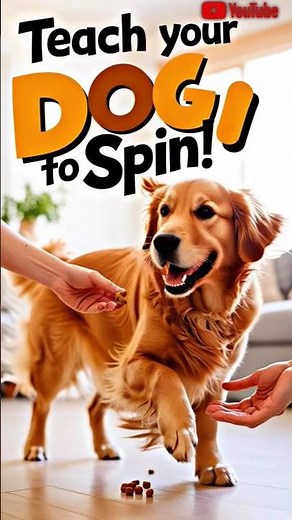 How to Teach Your Dog to Spin in 3 Simple Steps! (Fun Dog Trick)#mrbeast #doglove #petzilla
