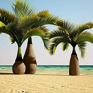 CHUXAY GARDEN Hyophorbe lagenicaulis,Bottle Palm 3 Seeds Rare Bottle Shape Plant Evergreen Hardy Plam Drought and Salt Tolerant Great for Container