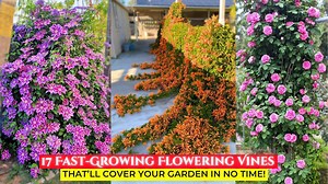 Amazing flowering vines that cover walls quickly