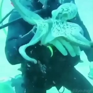 16K views · 309 reactions | Underwater Pet錄 #scubadiving #octopus | Hydrone Diving | Facebook