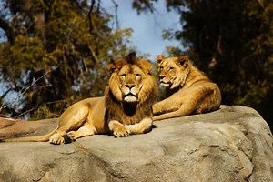 The 5 Best Documentaries about Lions Animals Lovers Must See
