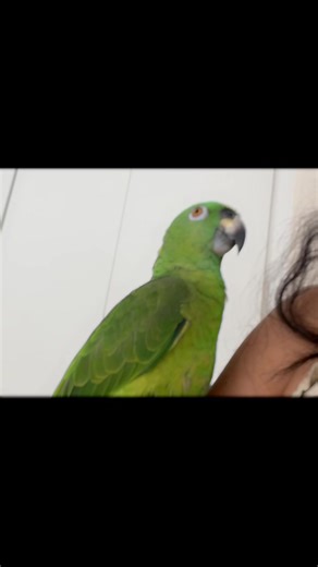 Cutesy Amazon Parrot Talking Up a Storm!