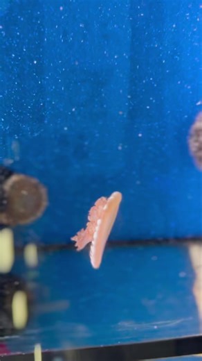 The Upside Down Jellyfish! 👻🪼 Easy to breed at home, no need for a specially made tank and best of all, we have them in store! We have these guys in our invert system with good lighting due to them being photosynthetic, frozen feeds (So no need for live) and moderate flow. They’ve no need for a large tank either as these guys don’t grow too large themselves meaning we have more for you to choose from when you pop in!! #maidenheadaquatics #maidenheadaquaticsatcarlisle #carlisle #jellyfish #upsi