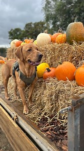 We took Milo for a walk around The Pumpkin Patch ahead of opening on Saturday! Here’s a sneak peak of what you can expect! 🎃 tons of pumpkins of all shapes and sizes 🎃 loads of fantastic photo opportunities 🎃 delicious sweet treats available 🎃 arts & crafts and facepainting available 🎃 carve your pumpkin on site Here’s the important bit… it’s absolutely FREE to come along! Pumpkins are priced individually from £3 to £7. Plus a selection of speciality squashes & gourds. Open from 10am to 3pm