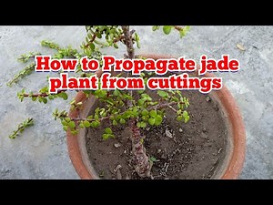 Easiest way to Propagate jade plant / Elephant bush plant / Portulacaria afra from cuttings