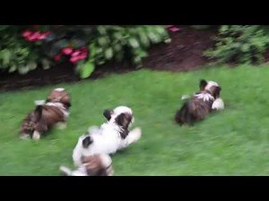Shih Tzu Puppies For Sale