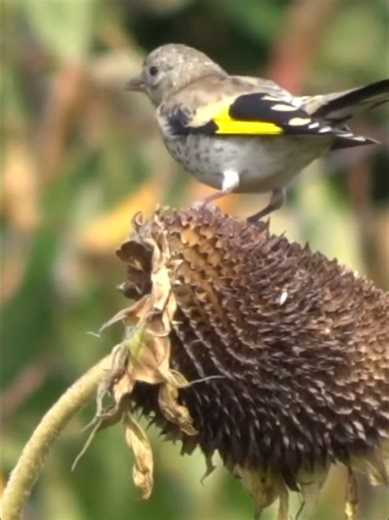 Goldfinch Bird Chirping Song: A Melodic Delight