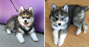 Meet Norman, The Adorable Pomeranian-Husky Mix The Internet Has Fallen In Love With
