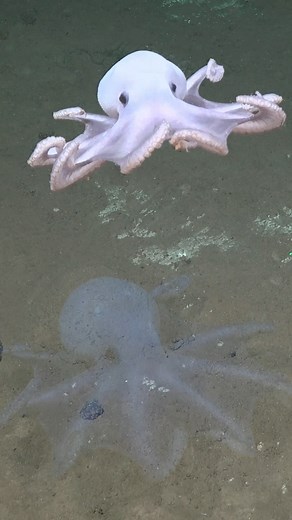 220K views · 12K reactions | A ghostly encounter with a friendly...