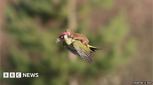 Weasel photographed riding on a woodpecker's back