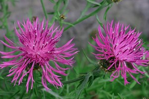 Centaurea, una planta con vistosas flores que debería estar en tu jardín