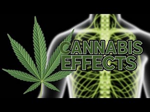 Exploring Cannabis: Effects on Your Body
