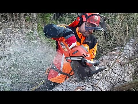 Little Harvester is back! Complete tree processing with a chainsaw!