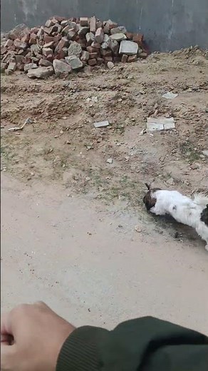 Misty Command Follow Krti hai #dog #vlog