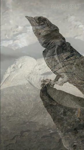 Lake Natron: The Petrified Wonder of Africa 😉 #geography #interestingfacts #interesting